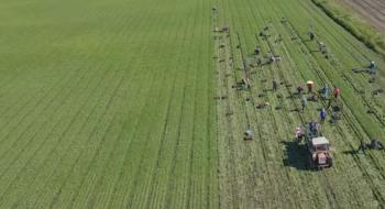 На Вінничині збирають найбільше поле редиски Рис.1