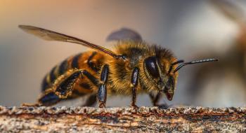 Науковці навчили бджіл виявляти коронавірус Рис.1