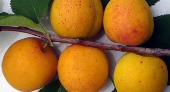 Науковці вивели новий сорт абрикосу Рис.1