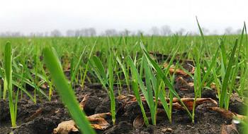 У Кіровоградській області збільшили посіви озимих на 84 тис. га Рис.1