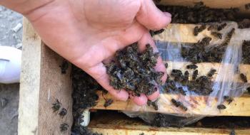 У посилці, яку перевозила «Укрпошта», загинуло 8 млн бджіл Рис.1