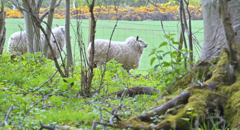 У Шотландії з борщівником Сосновського борються вівці Рис.1