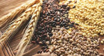 Україна експортувала вже 40,9 млн тонн зернових і зернобобових культур Рис.1