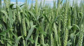 Українські сорти озимих зернових добре відреагували на затяжну весну, – фермер Рис.1