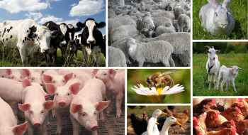 Уряд збільшив фінансування програми підтримки тваринництва та сільськогосподарської продукції Рис.1