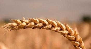 УЗА та Держпродспоживслужба домовились про узгодженість дій при експорті зерна до Китаю Рис.1