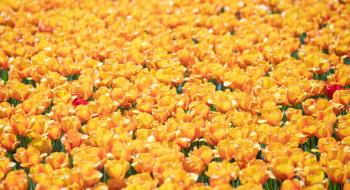 В центрі Киэва зацвіли 100 тисяч нідерландських тюльпанів Рис.1