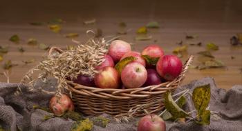 В цьому сезоні урожай яблук збільшиться на 20-40% — експерт Рис.1