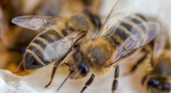  Вчені у хворих бджіл виявили підвищений рівень феромону тривоги Рис.1