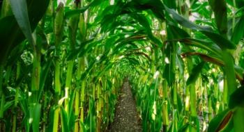 Відходи кукурудзи можна використовувати для очищення води – вчені Рис.1