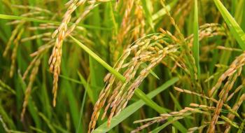 Витривалий рис - наше майбутнє Рис.1