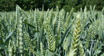Захист прапорцевого і підпрапорцевого листків озимих зернових культур, — UKRAVIT Рис.1