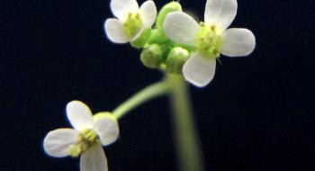 Ботаніки виявили новий орган рослин Рис.1