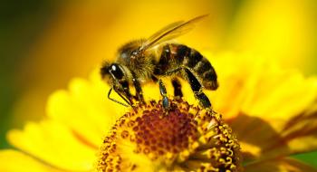 Частинки розміром з пилок надають бджолам імунітет до інсектицидів,- вчені Рис.1
