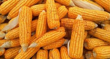 Ціни на кукурудзу обвалилися на 4% Рис.1