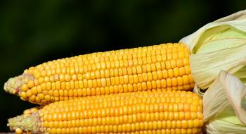 Ціни на кукурудзу розпочали тиждень зростанням Рис.1