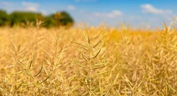 Десикація посівів зернових культур і ріпаку,- UKRAVIT Рис.1