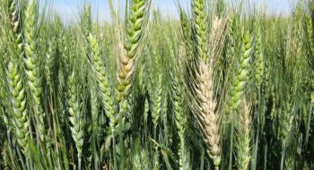 Фітопатологи виявили білок, який підвищить стійкість зернових до фузаріозу колоса Рис.1