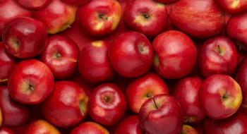 Індійський фермер вивів сорт яблук, що росте у тропіках Рис.1
