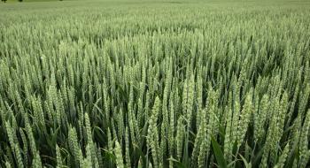 Канадські вчені посіяли пшеницю в лютому і отримали більший урожай Рис.1