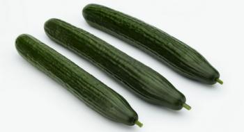 Компанія Sakata вивела новий сорт огірків Рис.1