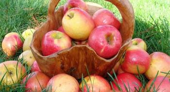 Компостування допоможе поліпшити якість яблук,- вчені Рис.1