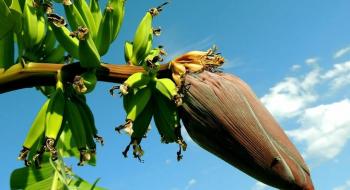 Китайські вчені отримали сорт бананів, стійкий до фузаріозного в'янення Рис.1