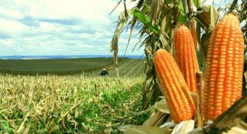 Новий баланс USDA по кукурудзі виявився оптимістичнішим, ніж очікували трейдери Рис.1