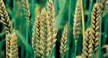 Підбито підсумки поширеності хвороб на посівах зернових колосових культур Рис.1