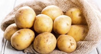 У Казахстані проведуть експеримент з посіву картоплі Рис.1