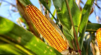 В Україні ціни на кукурудзу як старого, так і нового врожаю знижуються Рис.1