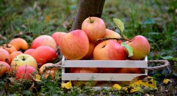В Україні експерти прогнозують хороший врожай яблук Рис.1