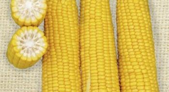 В Україні закупівельні ціни на кукурудзу підвищилися Рис.1
