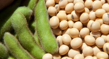 В Україну не пустили ГМО сою Рис.1