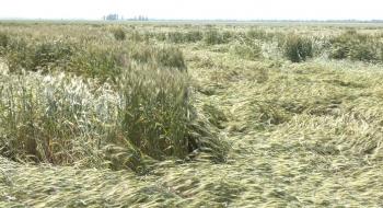 В Запорізькій області дощі пошкодили близько 7 тис. га зернових Рис.1
