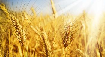 Аграрії США зібрали майже половину врожаю озимої пшениці,-USDA Рис.1