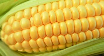 Ціна на цукрову кукурудзу формується у південних областях Рис.1
