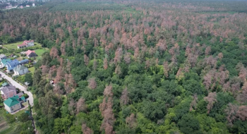 Кліматичні зміни: поблизу Черкас всихає 140-річний ліс Рис.1
