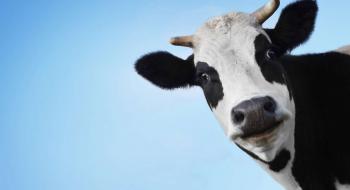 Малим сімейним фермерам Мінагро планує виплачувати 10-12 тис. грн на корову за рік — Лещенко Рис.1