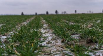 Мороз у Бразилії завдав нищівної шкоди посівам сільгоспкультур Рис.1