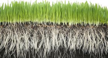 МРТ коренів сільськогосподарських культур відкривають нові можливості для сільського господарства Рис.1
