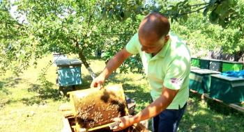 На Житомирщині пасічник розводить бджіл, які не жалять людей Рис.1
