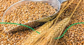 Прогнози спекотної погоди розігрівають ціни на пшеницю Рис.1