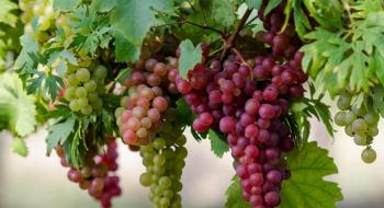 Селекціонери вивели нові сорти винограду Рис.1