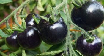 Солодкі чорні помідори визнали однією з найкращих аграрних інновацій Рис.1