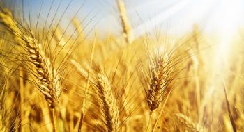 Темпи експорту українського зерна знову почали відставати від минулорічних Рис.1