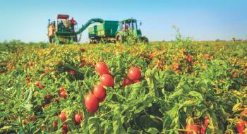 Українська Agrofusion залишається 9-им у світі переробником томатів Рис.1