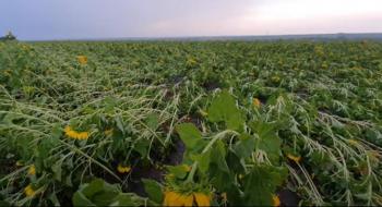 Урожай в Одеській області постраждав через погоду Рис.1