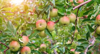 В Україні стартував збір яблук нового урожаю Рис.1