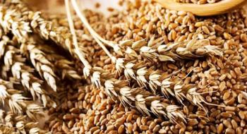 В Україні закупівельні ціни на продовольчу пшеницю різко виросли Рис.1